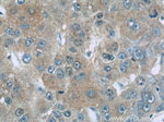 Gamma cystathionase Antibody in Immunohistochemistry (Paraffin) (IHC (P))