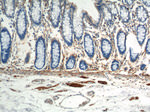 NCAM1/CD56 Antibody in Immunohistochemistry (Paraffin) (IHC (P))