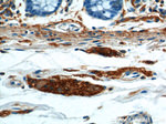 NCAM1/CD56 Antibody in Immunohistochemistry (Paraffin) (IHC (P))