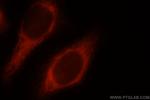 COXIV Antibody in Immunocytochemistry (ICC/IF)