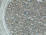 COXIV Antibody in Immunohistochemistry (Paraffin) (IHC (P))