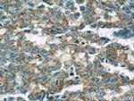 COXIV Antibody in Immunohistochemistry (Paraffin) (IHC (P))