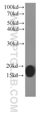 COXIV Antibody in Western Blot (WB)