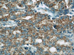 COXIV Antibody in Immunohistochemistry (Paraffin) (IHC (P))