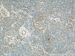 COXIV Antibody in Immunohistochemistry (Paraffin) (IHC (P))