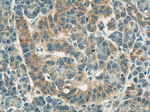 COXIV Antibody in Immunohistochemistry (Paraffin) (IHC (P))