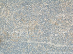 COXIV Antibody in Immunohistochemistry (Paraffin) (IHC (P))