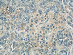 COXIV Antibody in Immunohistochemistry (Paraffin) (IHC (P))