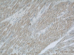 COXIV Antibody in Immunohistochemistry (Paraffin) (IHC (P))