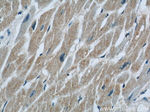 COXIV Antibody in Immunohistochemistry (Paraffin) (IHC (P))