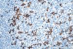 CD11c/Integrin alpha X Antibody in Immunohistochemistry (Paraffin) (IHC (P))