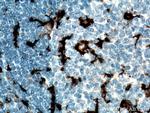 CD11c/Integrin alpha X Antibody in Immunohistochemistry (Paraffin) (IHC (P))