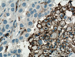 CD11c/Integrin alpha X Antibody in Immunohistochemistry (Paraffin) (IHC (P))