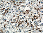 CD11c/Integrin alpha X Antibody in Immunohistochemistry (Paraffin) (IHC (P))