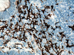 CD11c/Integrin alpha X Antibody in Immunohistochemistry (Paraffin) (IHC (P))