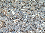 Napsin A Antibody in Immunohistochemistry (Paraffin) (IHC (P))