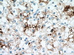 NAPSA Antibody in Immunohistochemistry (Paraffin) (IHC (P))