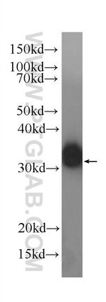 IL-28A Antibody in Western Blot (WB)