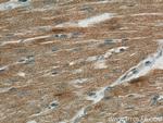 FABP3 Antibody in Immunohistochemistry (Paraffin) (IHC (P))