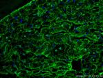 FABP3 Antibody in Immunohistochemistry (PFA fixed) (IHC (PFA))