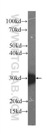 PRDX4 Antibody in Western Blot (WB)