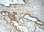 PRDX4 Antibody in Immunohistochemistry (Paraffin) (IHC (P))