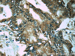 PRDX4 Antibody in Immunohistochemistry (Paraffin) (IHC (P))