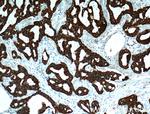 TNF alpha Antibody in Immunohistochemistry (Paraffin) (IHC (P))