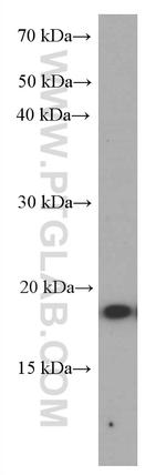 TNF alpha Antibody in Western Blot (WB)