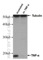 TNF alpha Antibody in Western Blot (WB)