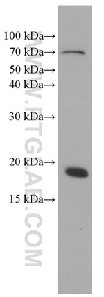 TNF alpha Antibody in Western Blot (WB)