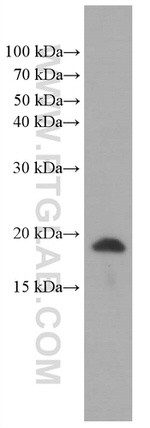 TNF alpha Antibody in Western Blot (WB)