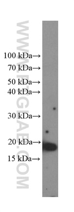 TNF alpha Antibody in Western Blot (WB)