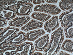 CX3CL1 Antibody in Immunohistochemistry (Paraffin) (IHC (P))