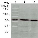 ATF2 Antibody in Western Blot (WB)