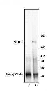MED1 Antibody in Immunoprecipitation (IP)