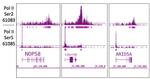 Phospho-RNA pol II CTD (Ser5) Antibody in ChIP-Sequencing (ChIP-Seq)