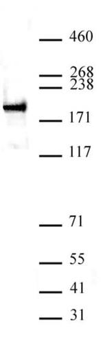 ZEB1 Antibody in Western Blot (WB)