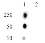 Histone H2AT120ph Antibody in Dot Blot (DB)