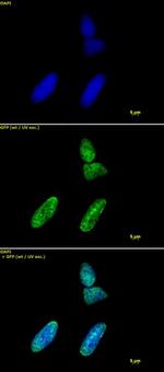 Histone H3K9ac Antibody in Immunocytochemistry (ICC/IF)