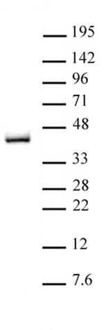 IRF-2 Antibody in Western Blot (WB)