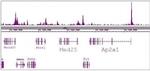 SRF Antibody in ChIP-Sequencing (ChIP-Seq)