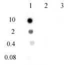 N6-Methyladenosine (m6A) Antibody in Dot Blot (DB)