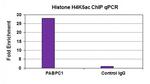 Histone H4K5ac Antibody in ChIP Assay (ChIP)