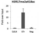 Histone H3R17me2aK18ac Antibody in ChIP Assay (ChIP)