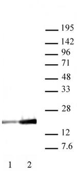 Histone H3K9ac Antibody in Western Blot (WB)