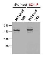 Cas9 Antibody in Immunocytochemistry (ICC/IF)