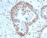 ZNF704/Zinc finger protein 704 Antibody in Immunohistochemistry (Paraffin) (IHC (P))