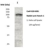 Notch 1 Antibody in Western Blot (WB)