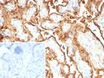 S100P/MIG9 Antibody in Immunohistochemistry (Paraffin) (IHC (P))